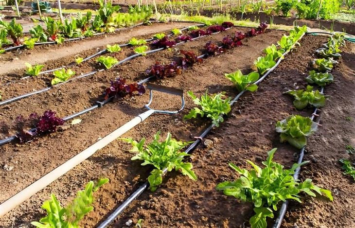 Greenhouse Drip Irrigation System factory