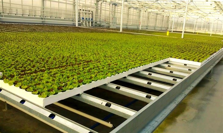 Commercial NFT Hydroponic System | Nutrient Film Technique Growing System for Leafy Greens factory