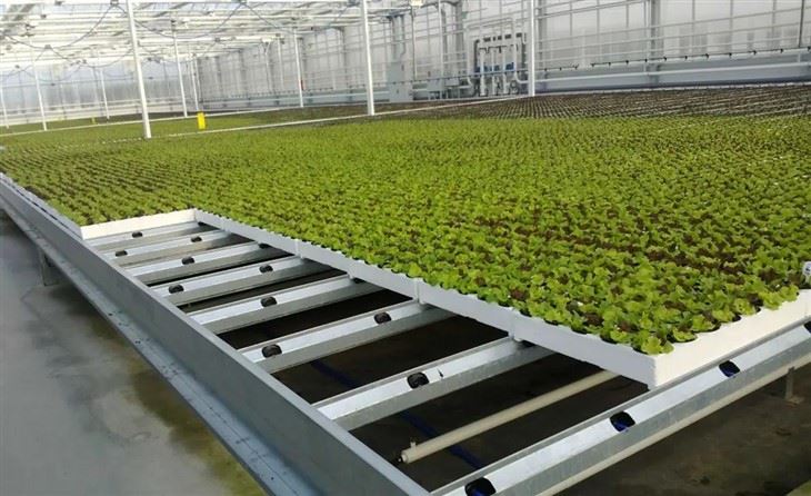 Commercial NFT Hydroponic System | Nutrient Film Technique Growing System for Leafy Greens suppliers